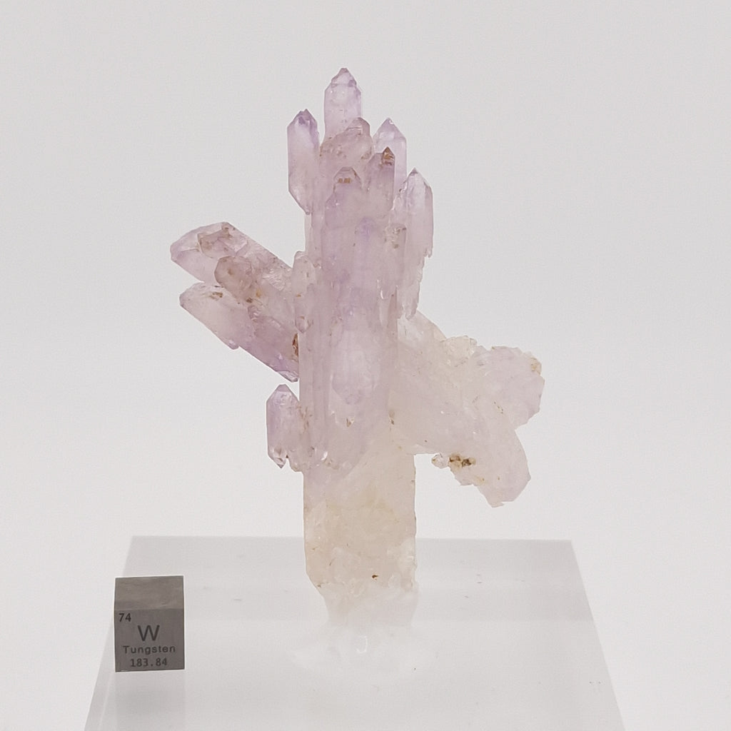 Cholla Veracruz Amethyst