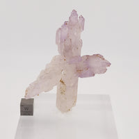 Cholla Veracruz Amethyst